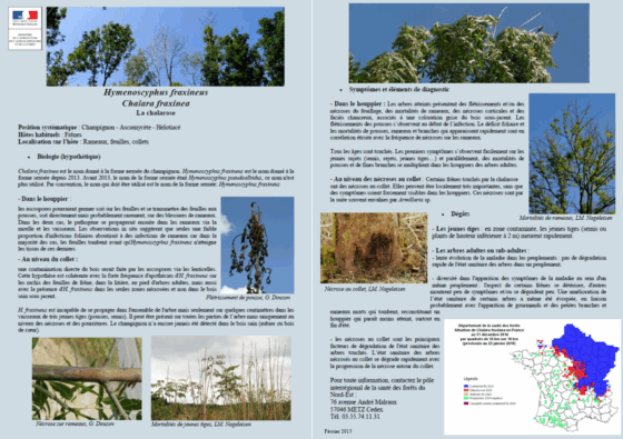 ABATTAGE D’ARBRES ATTEINTS DE CHALAROSE